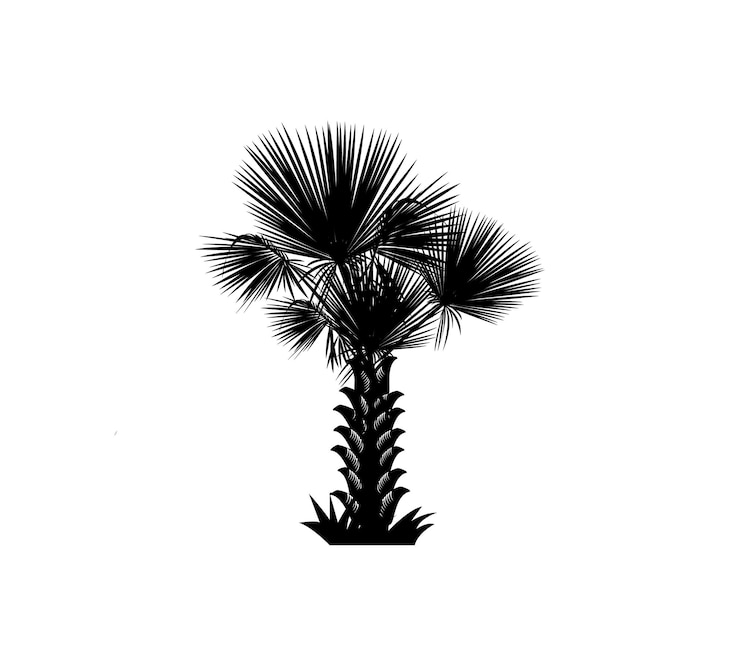 Vector black single palm tree silhouette icon isolated