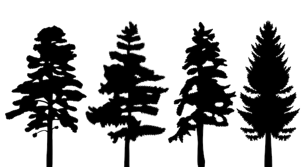 Vector black spruce silhouette pine tree design vector isolated