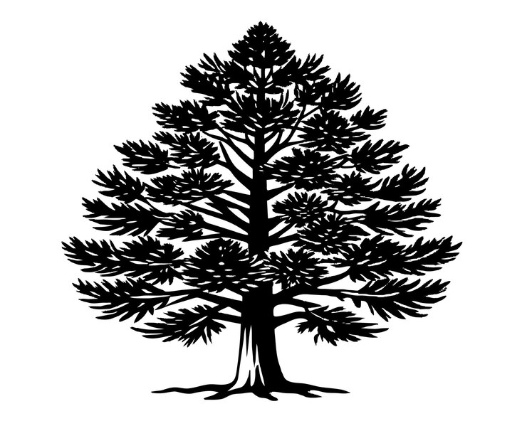 Vector black spruce trees winter season design illustration vector