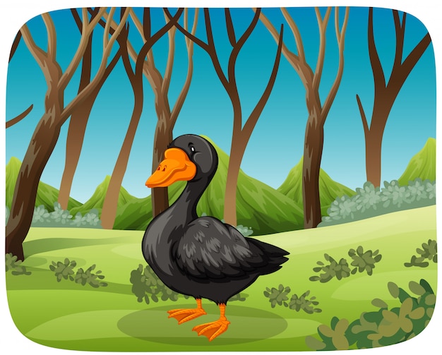 A black swan in nature background