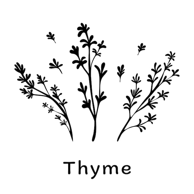 Черные ветки тимьяна на белом фоне Минималистичные ботанические элементы для косметики