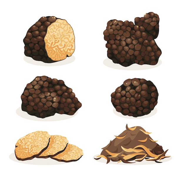 Vector black truffle mushroom cartoon set