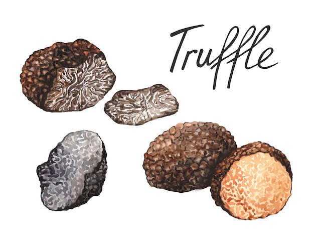 Black truffle mushrooms. Watercolor illustration