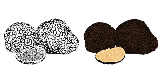 Vector black truffles outline vector illustration