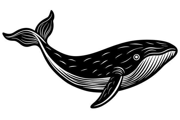 black whale vector isolated on white