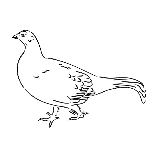 Black and white bird capercaillie capercaillie bird vector sketch