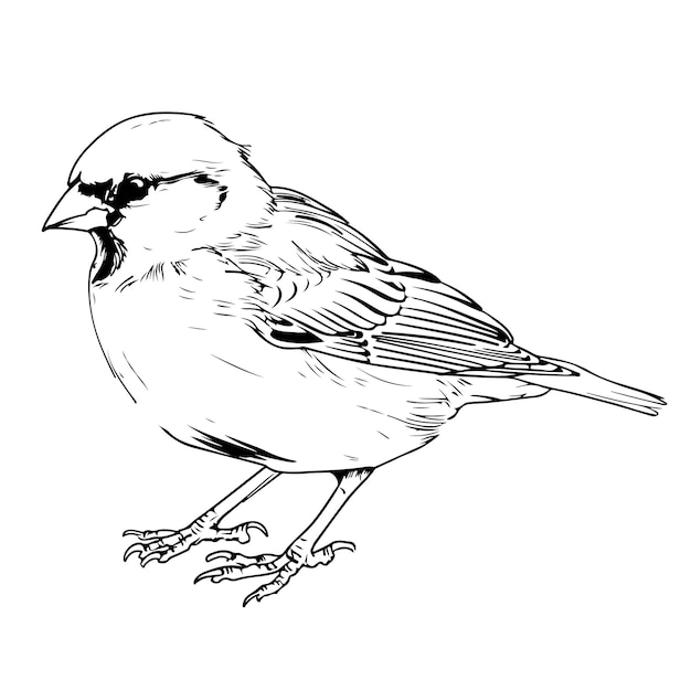 Black and White Cartoon Illustration of a Little sparrow Bird Coloring Book