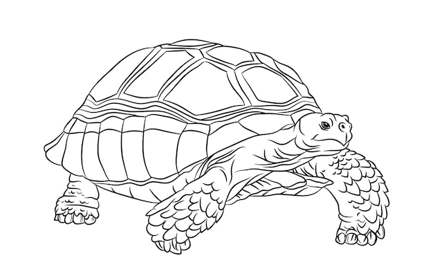 Black and white cute cartoon sulcata turtle.