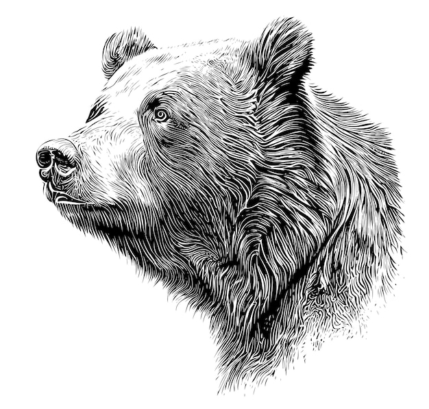 Vector a black and white drawing of a bear's head.