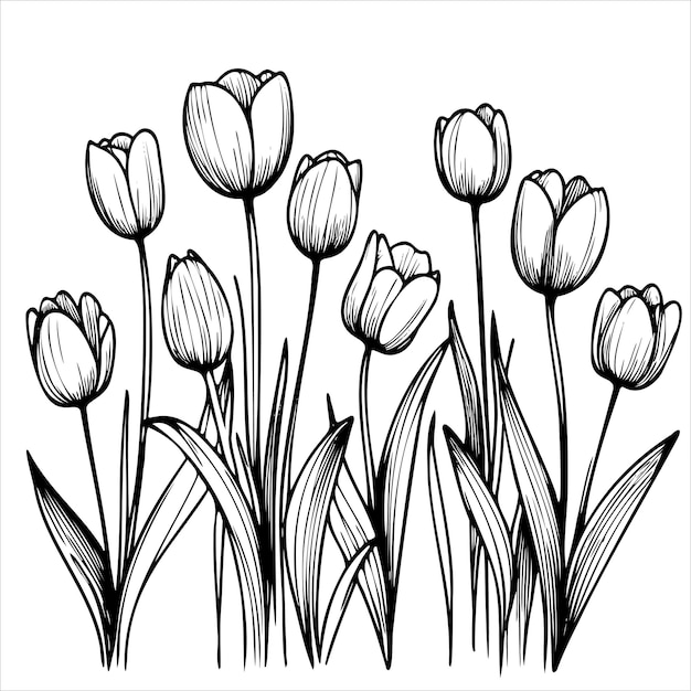 A black and white drawing of a bunch of tulips