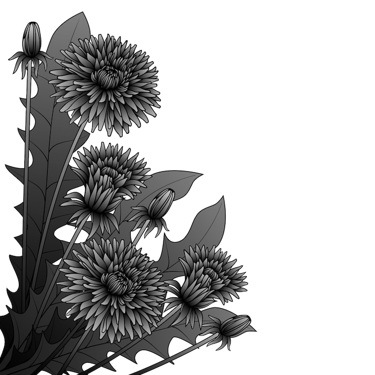वेक्टर black and white drawing of dandelions collected in a bouquet vector illustration