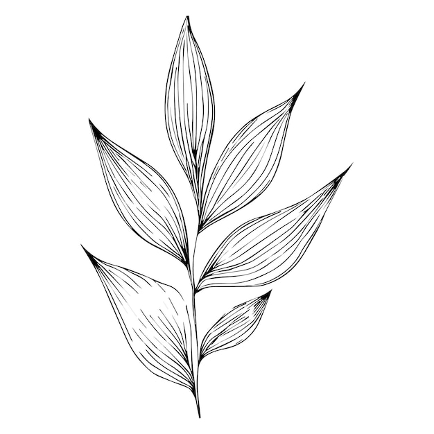 Vector a black and white drawing of leaves illustration sketch leaf clip art isolated on white background