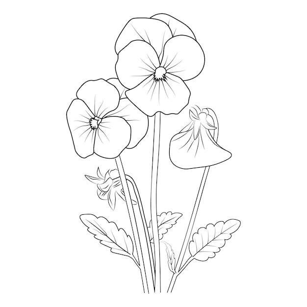 A black and white drawing of pansy flowers with a leaf on the stem botanical violate flower drawing