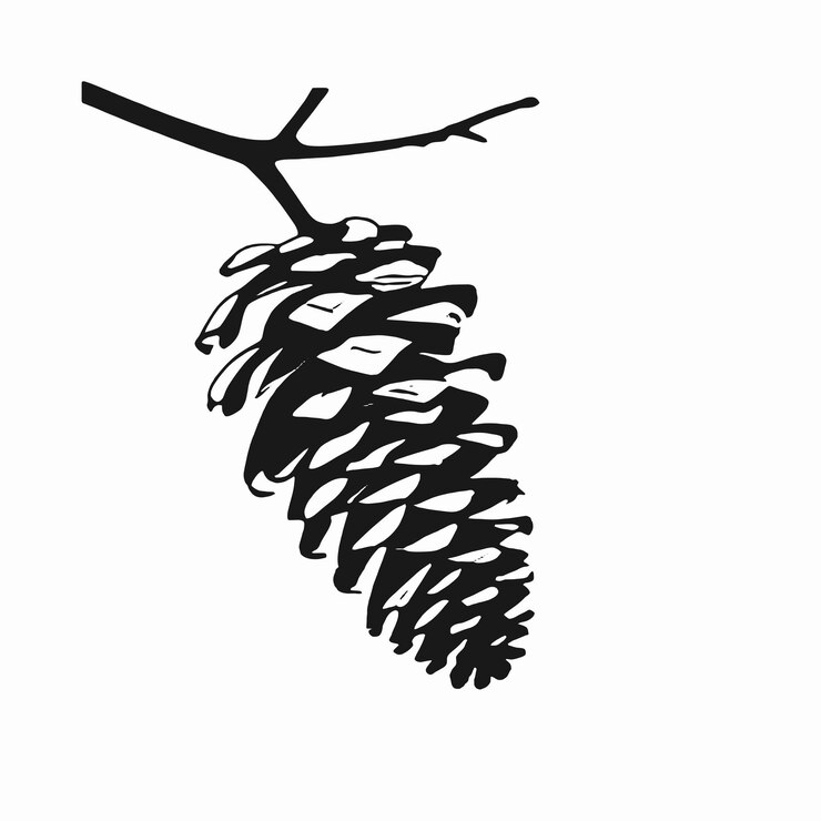 Vector a black and white drawing of a pine cone on a white background