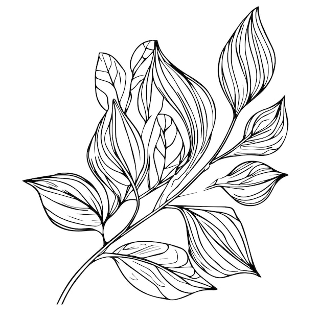 A black and white drawing of a plant with leaves sketch leaf drawing art leaf design