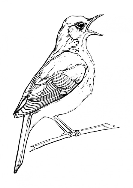 black and white drawing of a singing bird