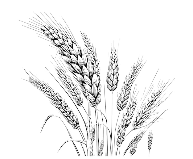 A black and white drawing of wheat