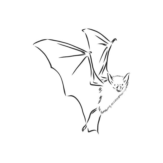 Black and white flying Halloween vampire bat, sketch style vector illustration isolated on white background. Hand drawn, sketch style vampire bat flying with wide spread wings, Halloween object