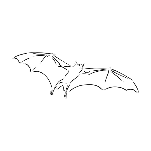 黒と白の空飛ぶハロウィーンの吸血コウモリ、白い背景で隔離のスケッチスタイルのベクトル図。手描き、広い翼を広げて飛んでいるスケッチスタイルの吸血コウモリ、ハロウィーンのオブジェクト