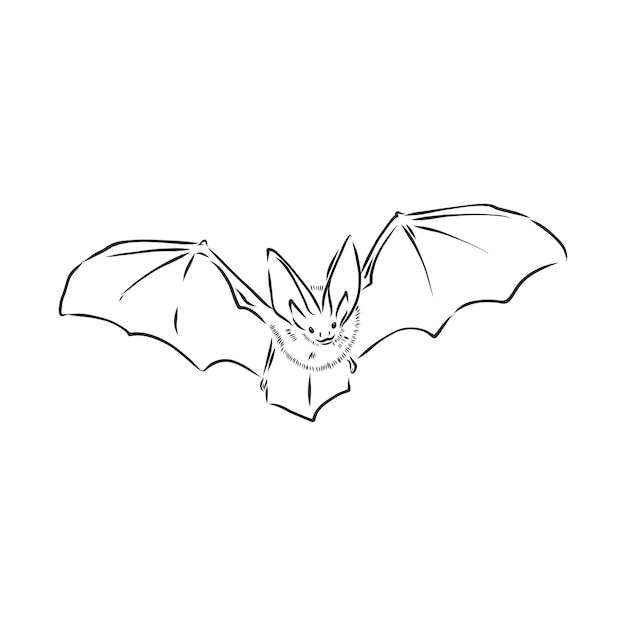 Black and white flying Halloween vampire bat, sketch style vector illustration isolated on white background. Hand drawn, sketch style vampire bat flying with wide spread wings, Halloween object