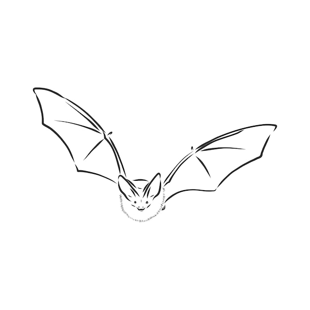 Black and white flying halloween vampire bat, sketch style vector illustration isolated on white background. hand drawn, sketch style vampire bat flying with wide spread wings, halloween object