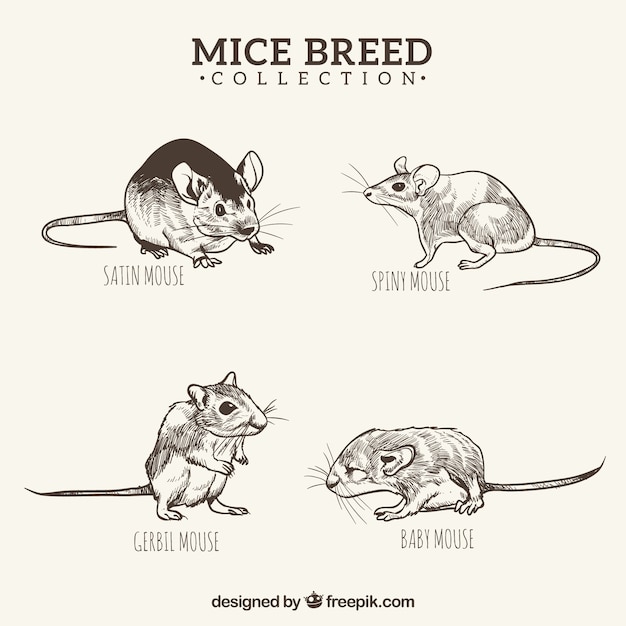 black and white hand drawn mice breed pack