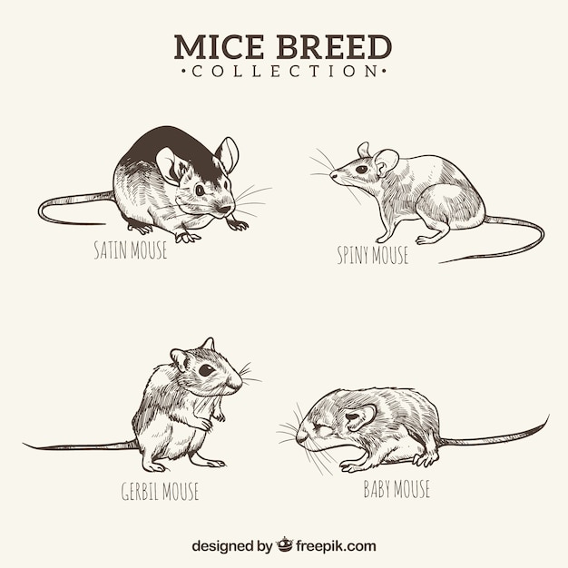 Vector black and white hand drawn mice breed pack