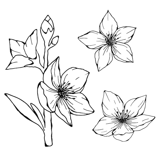 Black and white illustration of an almond flower and a twig with leaves in doodle style hand drawn