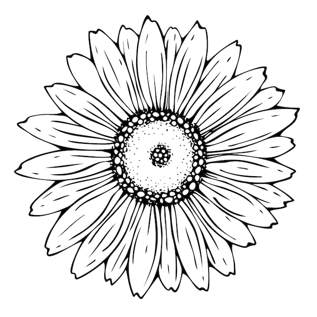 Black and white illustration of a daisy flower isolated on a white background Handdrawn vector