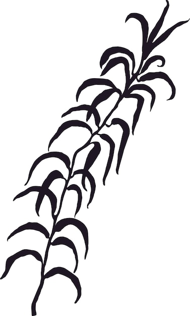Black and White Illustration of Herb