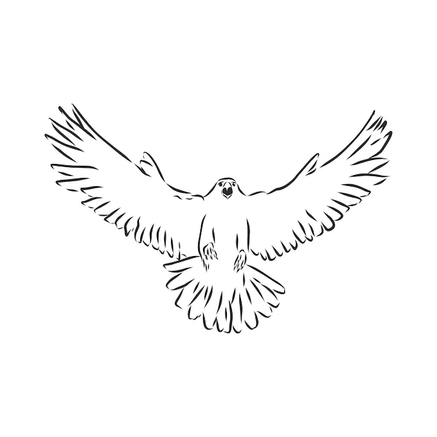 Illustrazione in bianco e nero schizzo di uccello illustrazione di schizzo vettoriale di uccello falco