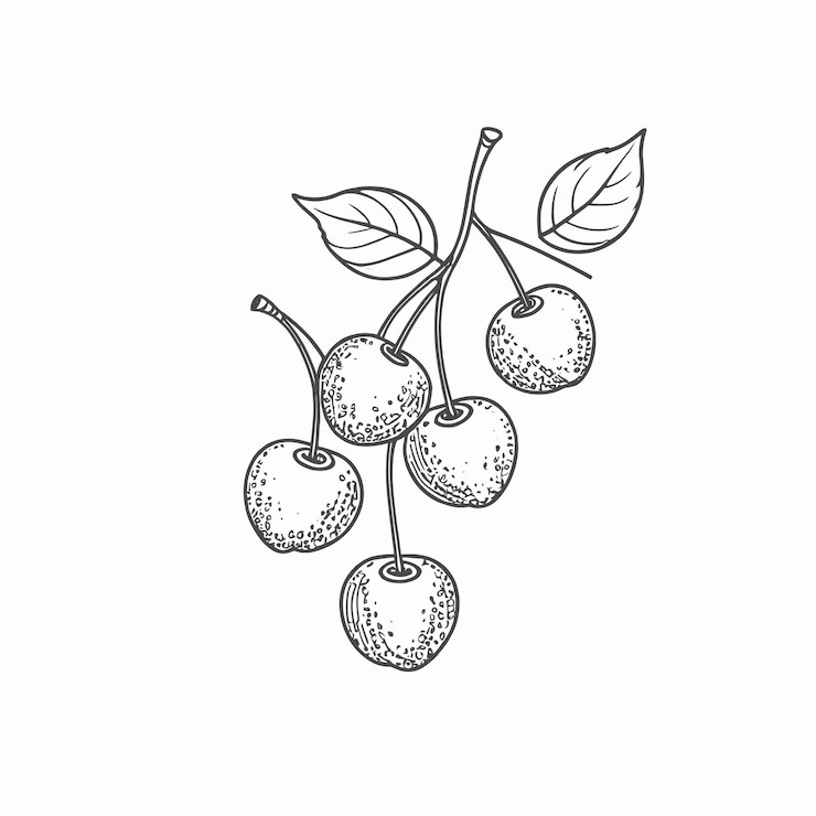 Vector a black and white line drawing of a bunch of cherries