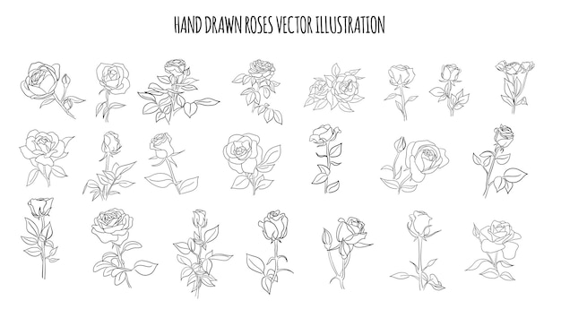 Black and white line hand drawn roses flower vector bundle set