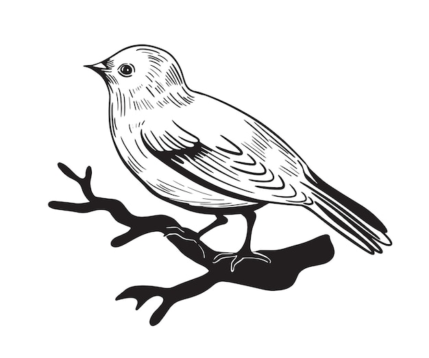 black and white linear bird drawing