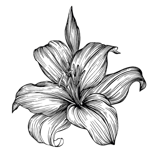 Black and white linear flower