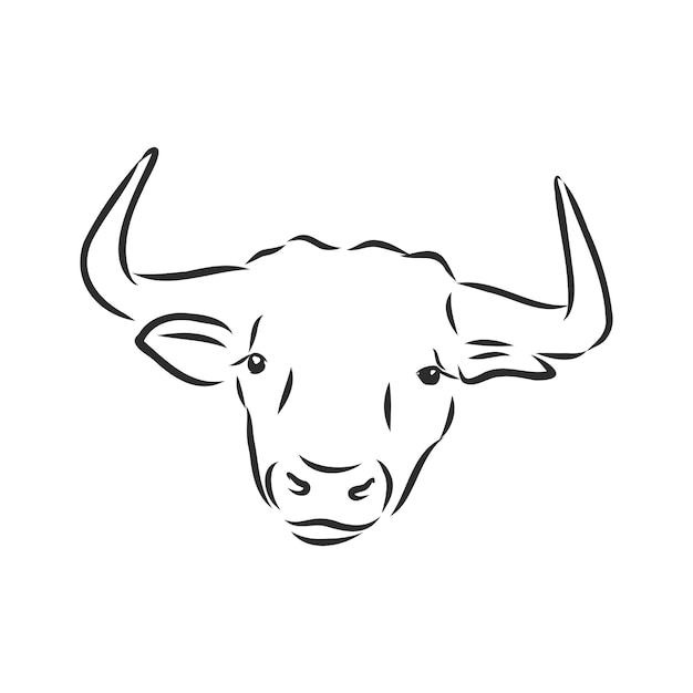 Vettore vernice lineare in bianco e nero disegna l'illustrazione di vettore del toro. illustrazione di schizzo vettoriale di toro