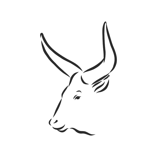 Black and white linear paint draw bull vector illustration. bull vector sketch illustration