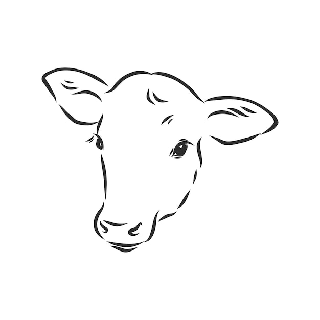 Black and white linear paint draw bull vector illustration. bull vector sketch illustration