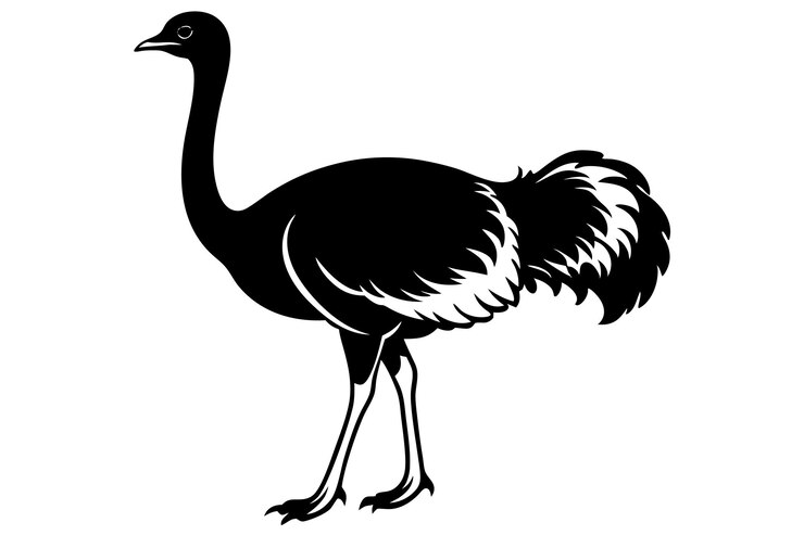 Vector a black and white ostrich silhouette vector illustration on white background