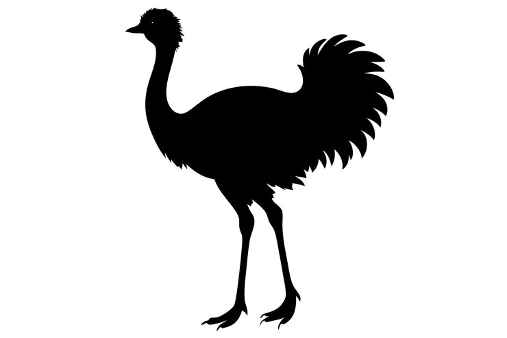 Vector a black and white ostrich silhouette vector illustration on white background