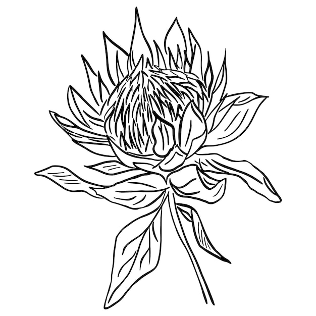 Black and white outline illustration of a beautiful protea flower on a white background