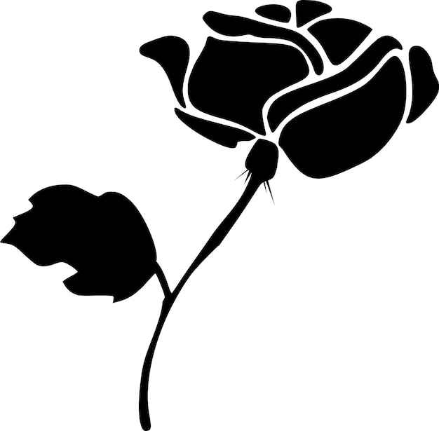 black and white rose