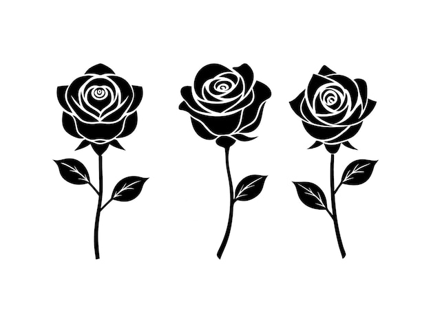 黒と白のバラ 白い背景の花