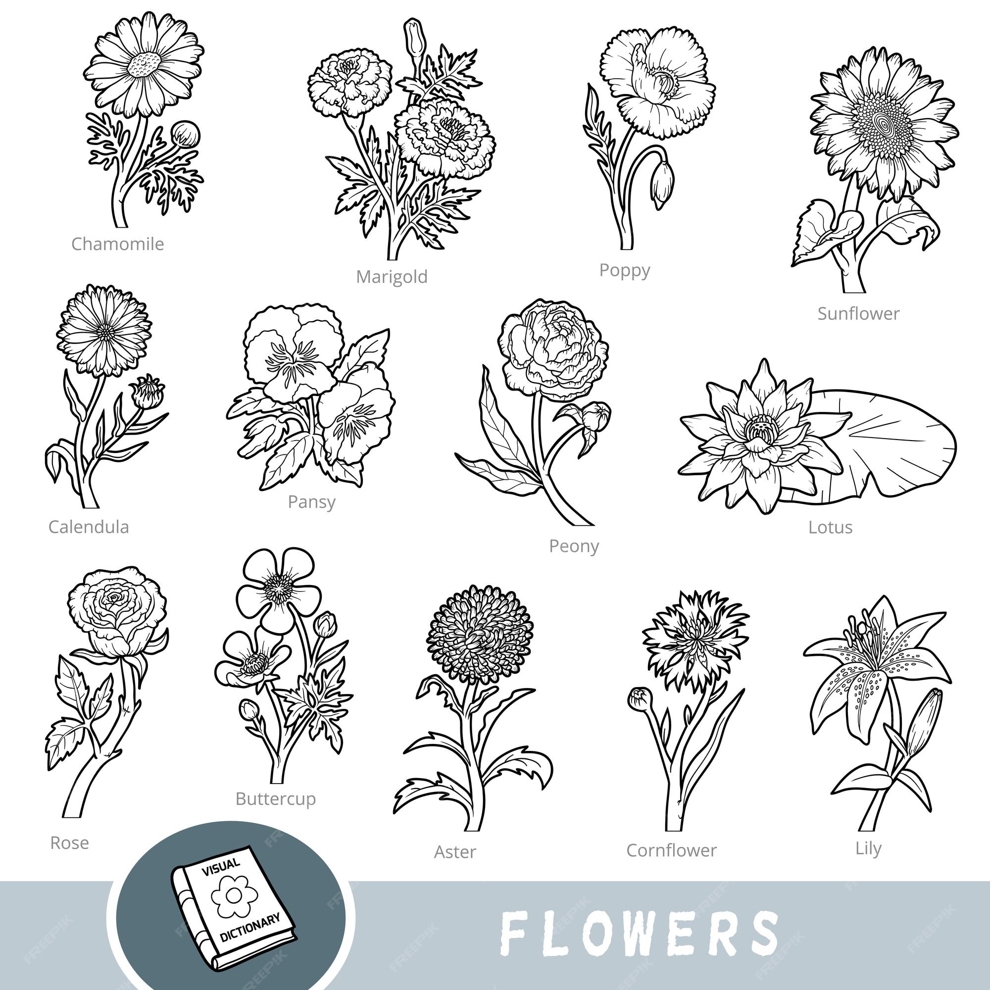 Premium Vector | Black and white set of flowers with names in english ...