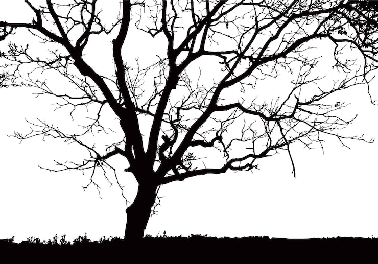 Vector black and white silhouette of a large tree with gnarled branches