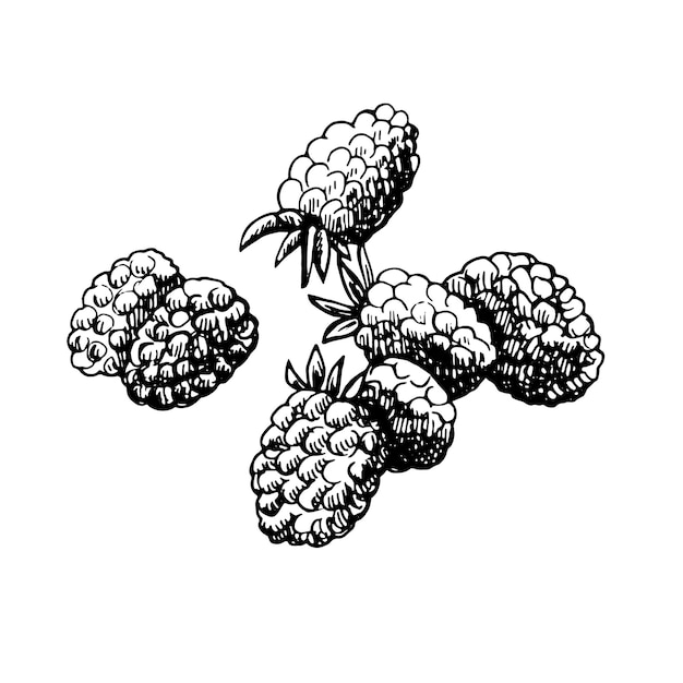 Black and white sketch of some raspberries on a white background Vector hand drawn illustration