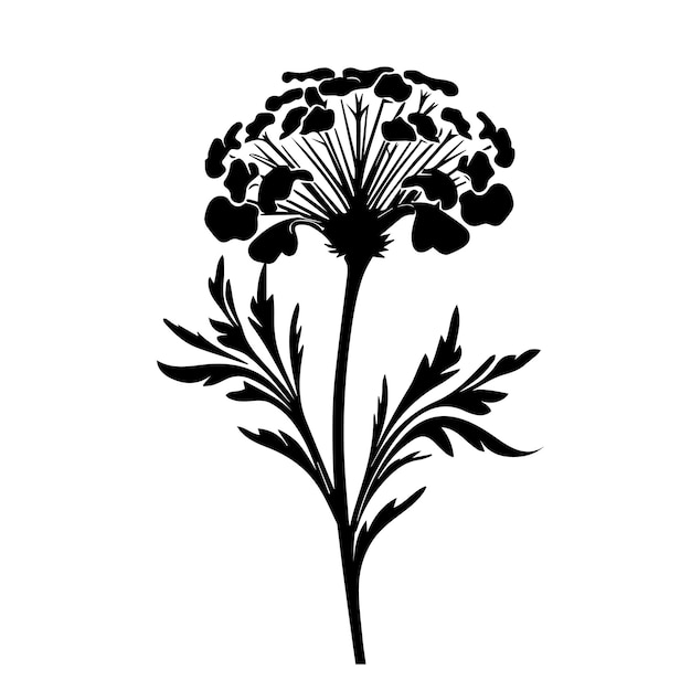 Vector a black and white of sweet william vector