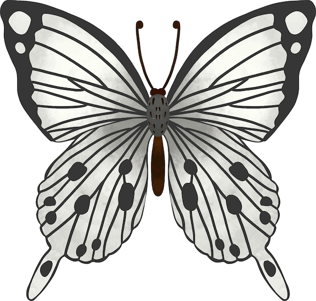 Black And White Symmetrical Butterfly Illustration