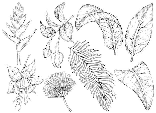 흑백 열대 꽃과 잎 손으로 그린 정글 잎과 이국적인 식물 세트