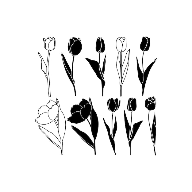 Premium Vector | Black and White Tulip Illustrations Collection Vector icon